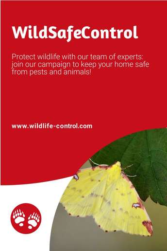 Wildly Effective Wildlife Control Campaign Designs: Get Branded Today!